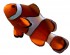 clown Aquarium